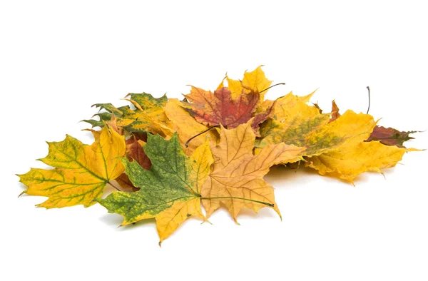 Hoja de arce de otoño — Foto de Stock