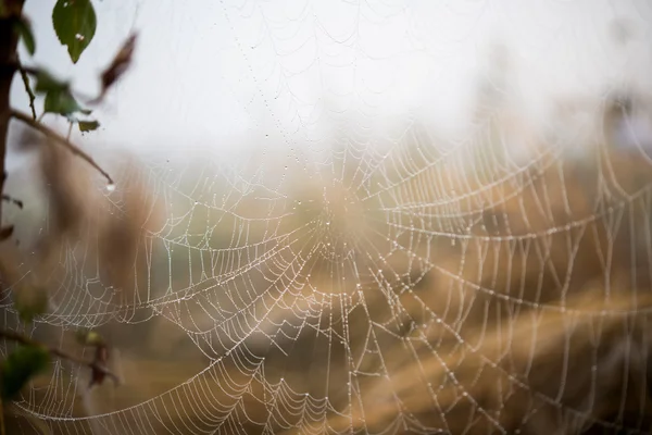 Spindel netto makro Spiderweb — Stockfoto