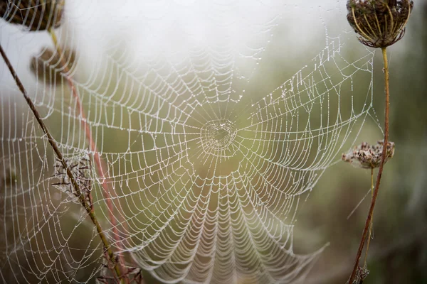 Людина-павук чистий павутиною макросу — стокове фото