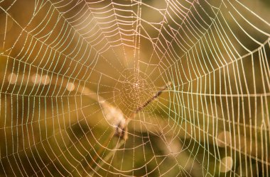 Örümcek net makro Spiderweb