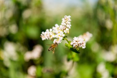 çiçek açan karabuğday çiçeği