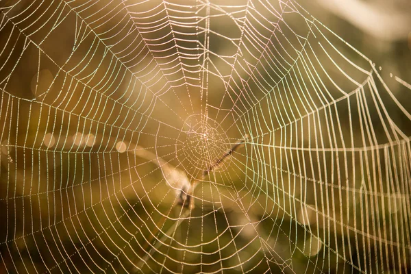 Rede de aranha Macro teia de aranha — Fotografia de Stock