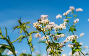çiçek açan karabuğday çiçeği