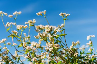 çiçek açan karabuğday çiçeği