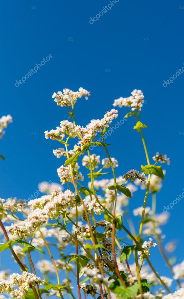 Blooming buckwheat flower — Stock Photo © ksena32 126782156