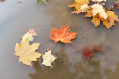 Sonbahar yaprakları su birikintisinde