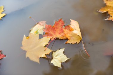 Sonbahar yaprakları su birikintisinde