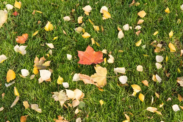 Autumn leaves on a green lawn — Stock Photo, Image