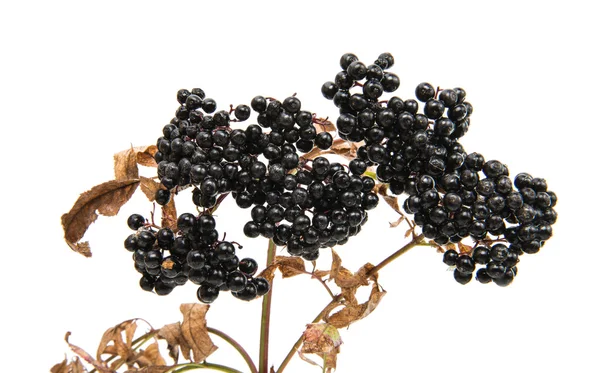 Elderberries black berry — Stockfoto