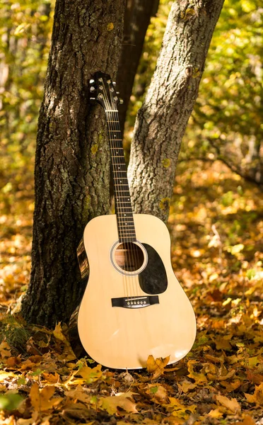 Guitar in autumn leaves — Stock Photo, Image