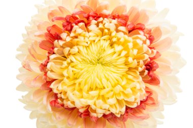 izole Kasımpatı çiçeği 