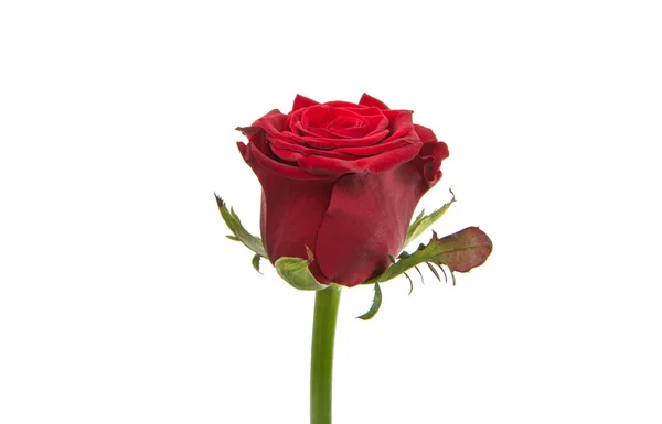 Red rose isolated — Stock Photo, Image