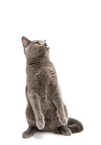 Britische graue Katze — Stockfoto