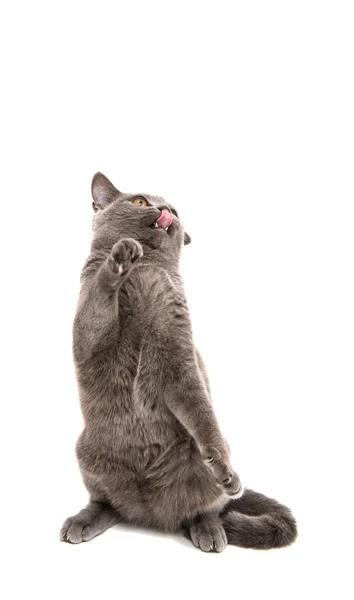 Britská kočka šedá — Stock fotografie