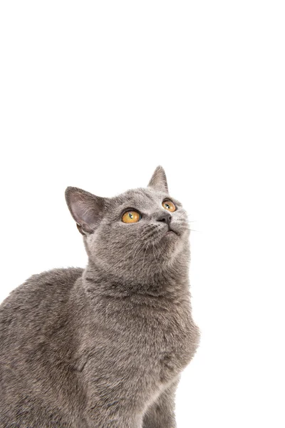 British gray cat — Stock Photo, Image