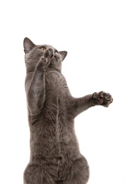 Brittiska gray katt — Stockfoto