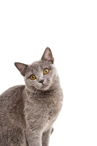 Britische graue Katze — Stockfoto