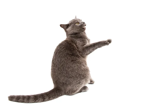 Britská kočka šedá — Stock fotografie