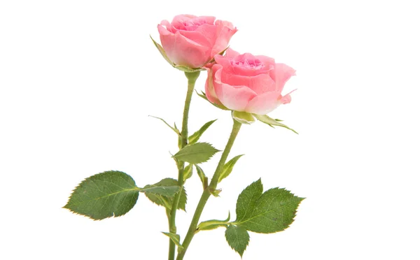 Kwiat różowy róż — Zdjęcie stockowe