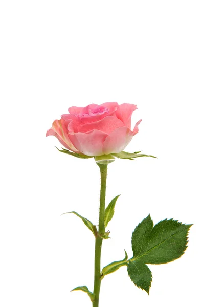 Pink roses flower — Stock Photo, Image