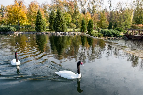 Labuť plovoucí v jezírku — Stock fotografie