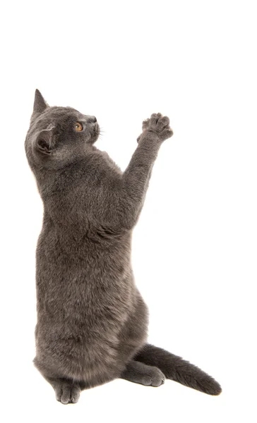 Britse grijze kat — Stockfoto