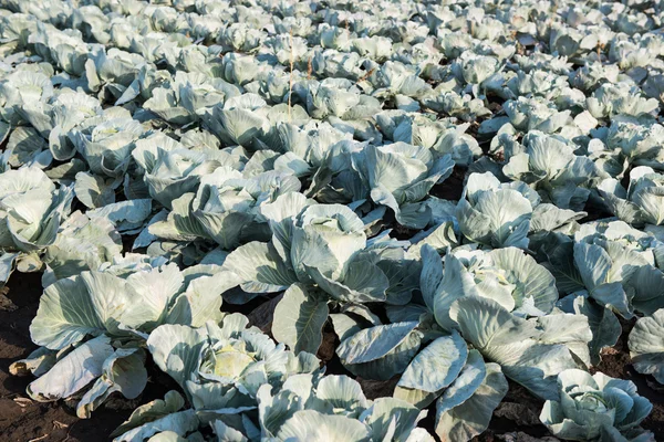 Cabbage growing in the field — Stock Photo, Image