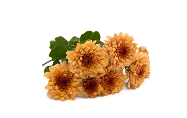 Crisantemo fiore d'arancio — Foto Stock