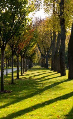Parkta sonbahar güneşli bir günde