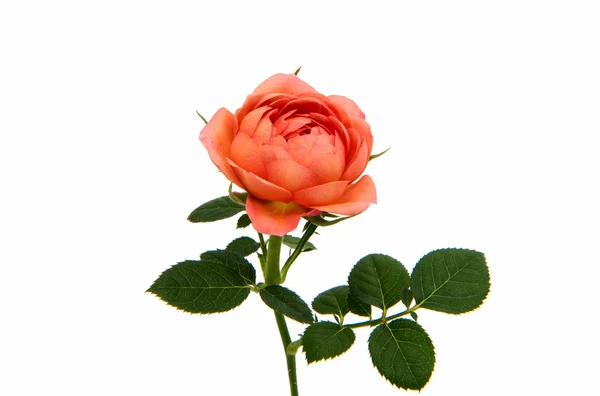Bela roseta isolada — Fotografia de Stock