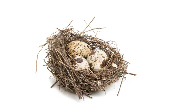 Křepelčí vejce zvířat vejce — Stock fotografie