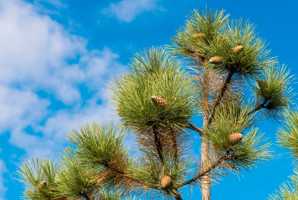 Cônes de pin contre le ciel bleu — Photo