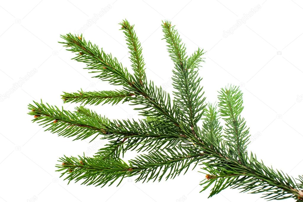 green spruce branch 