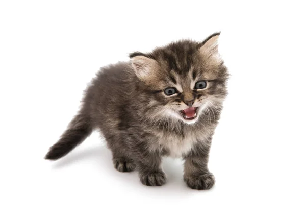 Pluizig grijze kitten — Stockfoto