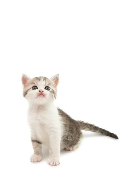 Gatito gris esponjoso — Foto de Stock