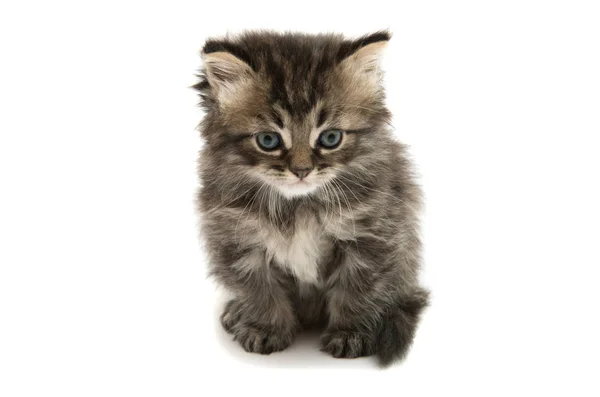 Tüylü gri kedicik — Stok fotoğraf