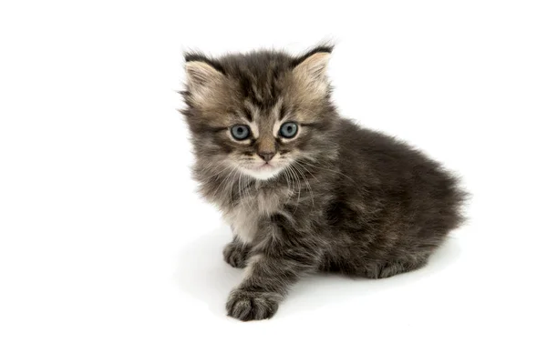 Tüylü gri kedicik — Stok fotoğraf