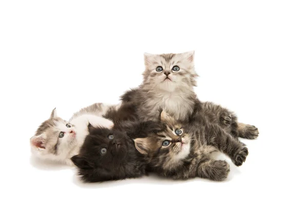 Nadýchané šedé kotě — Stock fotografie