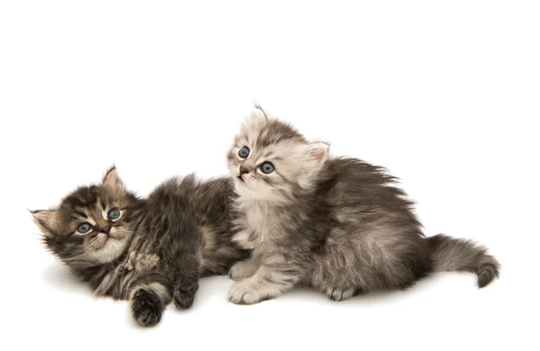 Fluffy gray kitten — Stock Photo, Image