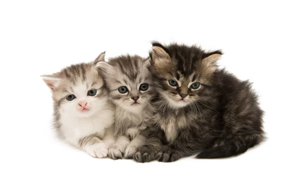 Fluffy gray kitten — Stock Photo, Image