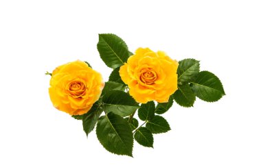 Sarı gül çiçeği.