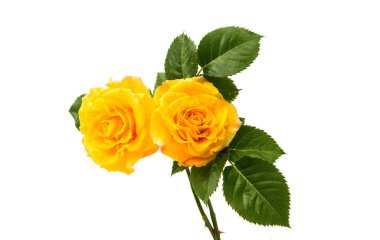 Sarı gül çiçeği.