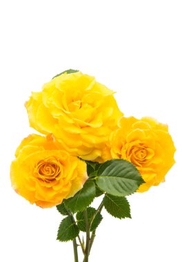 Sarı gül çiçeği.