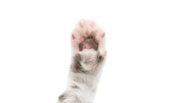 Paw kitten dier — Stockfoto