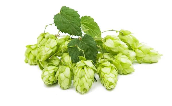 Hop cone isolated — Stock Photo, Image