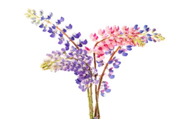 Renkli çiçek - Lupine