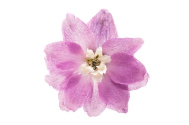 izole mor delphinium çiçek 