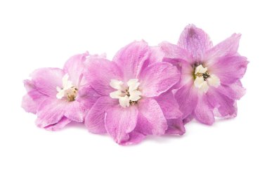 izole mor delphinium çiçek 