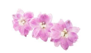 izole mor delphinium çiçek 