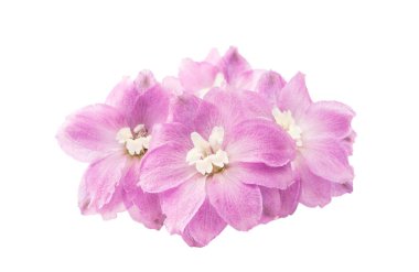 izole mor delphinium çiçek 